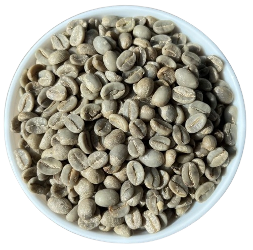 Arabica Plantation AA export India