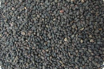 Babchi export India