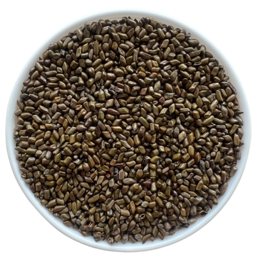 Cassia Toria Seeds export India