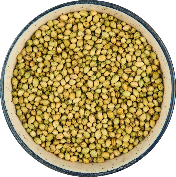 Coriander Seeds - Double Parrot export India