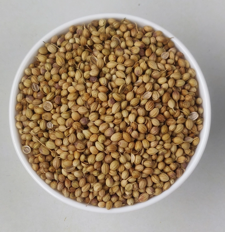 Coriander Seeds - Eagle export India