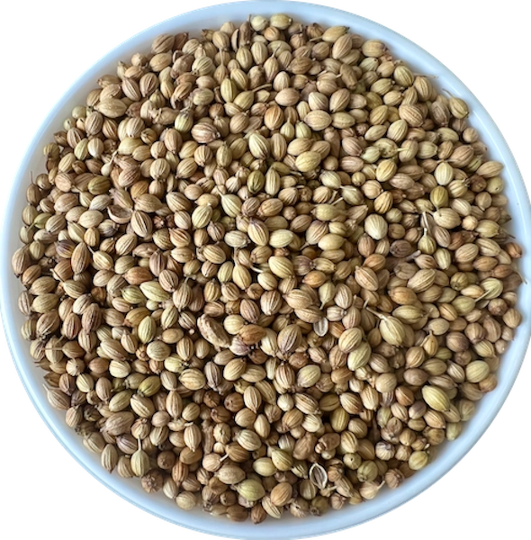 Coriander Seeds - Eagle Plus export India