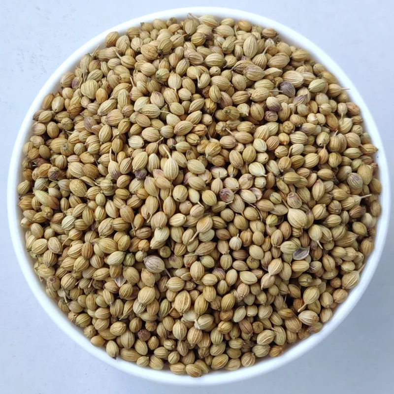 Coriander Seeds - Scooter export India