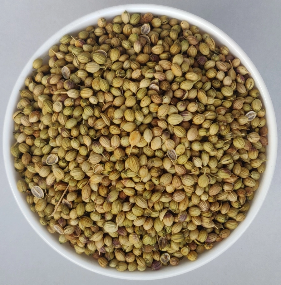 Coriander Seeds - Single Parrot export India