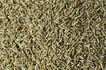Cumin Seeds - Europe export India