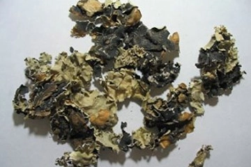 Dagar Phool (Kaposi) export India