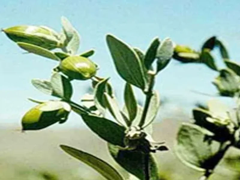 Seed & Carrier Oils - Radiance Overseas