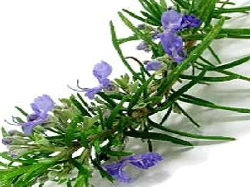 Herbal Essential Oils - Radiance Overseas