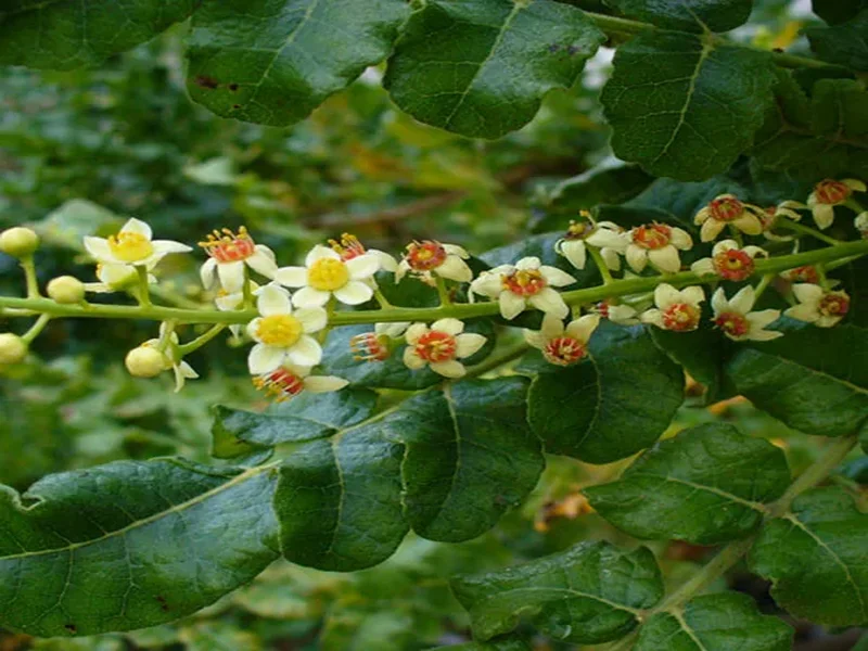 Resin & Exotic Essential Oils - Radiance Overseas