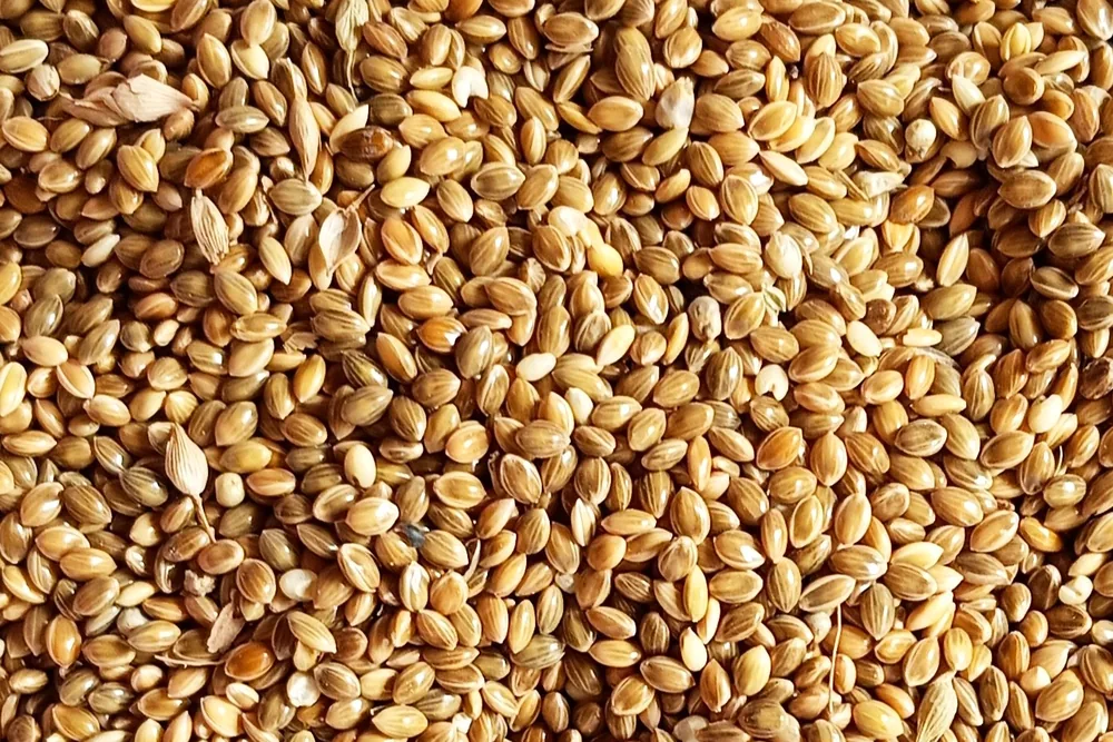 Foxtail Millet (Kangni) from India
