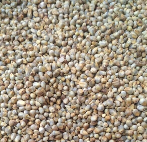 Green Millet - Animal Feed export India