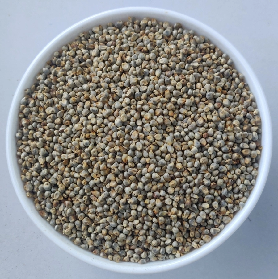 Green Millet Medium export India