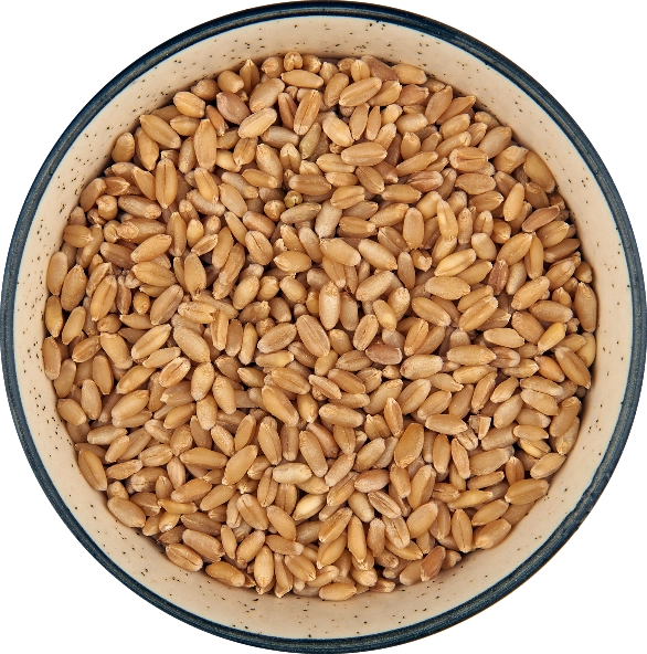 Indian Wheat Bold export India