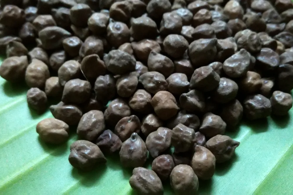 Kala Chana from India