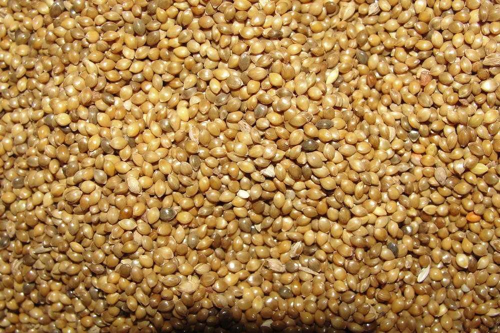 Little Millet (Kutki / Samai) from India