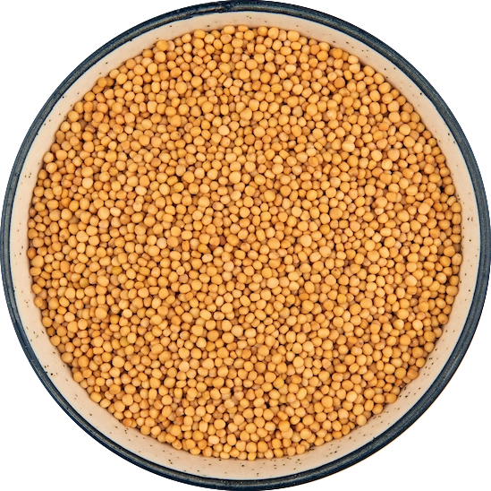 Mustard Seeds - Yellow export India