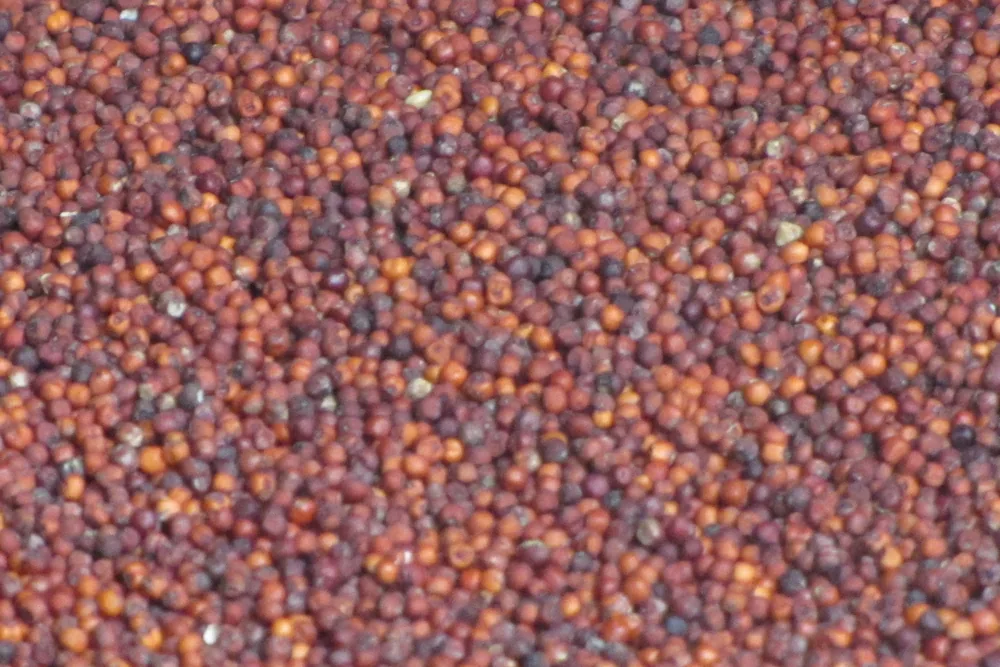 Ragi (Finger Millet) from India