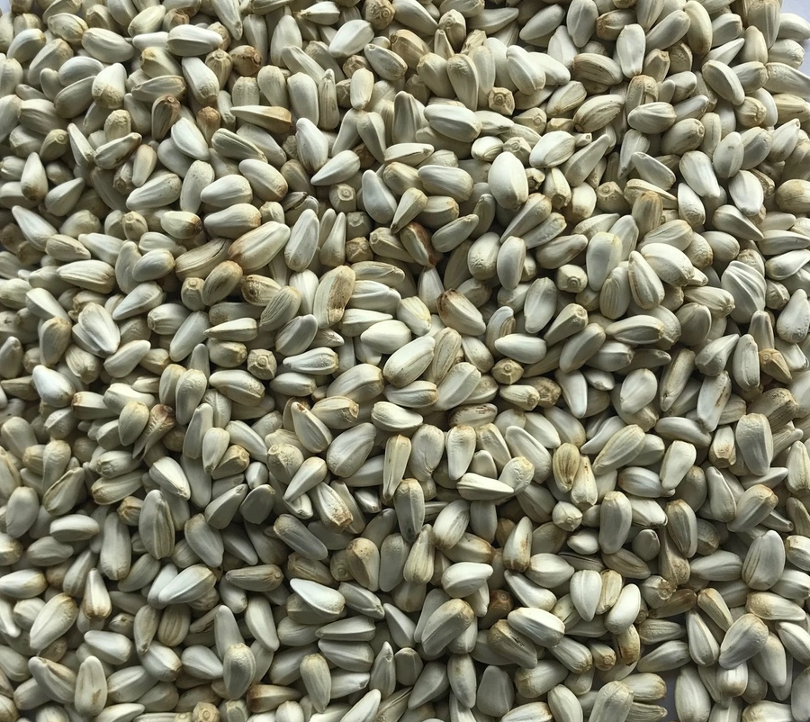Safflower export India
