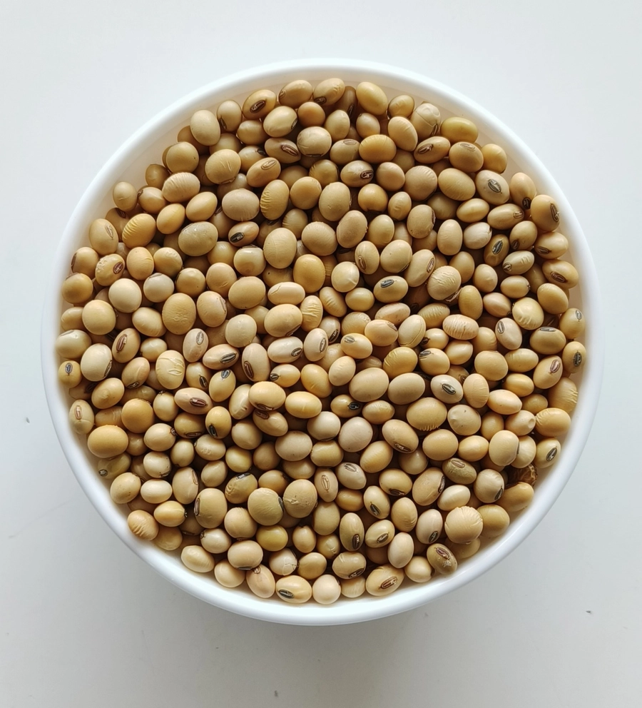 Soya Bean export India