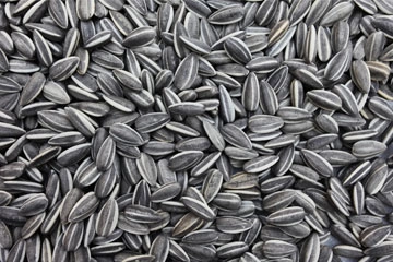 Sunflower Seeds export India