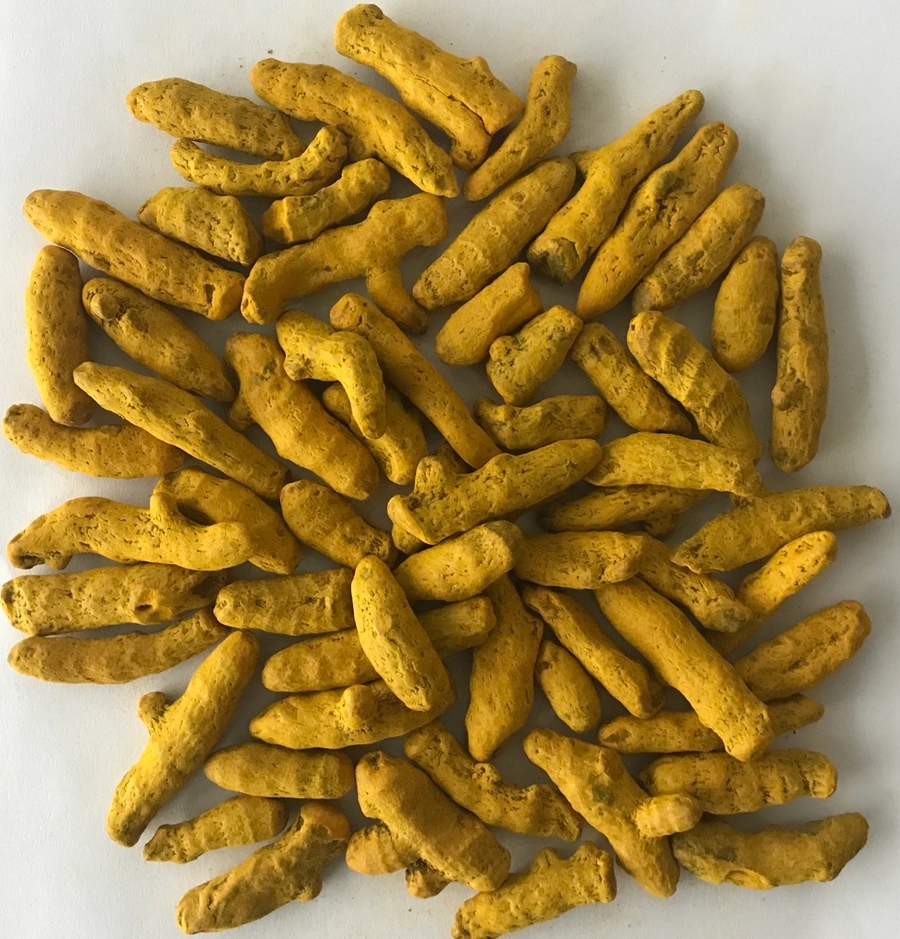 Turmeric Finger - Japan export India
