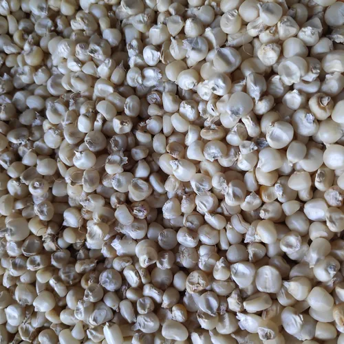 White Maize from India