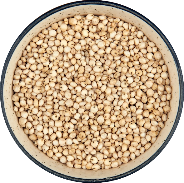 White Sorghum export India