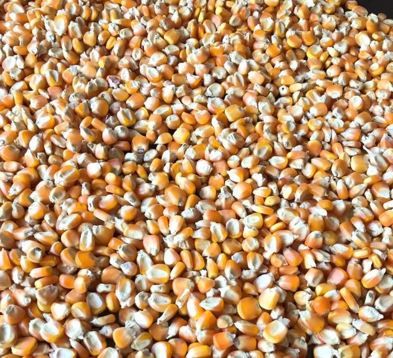 Animal Feed export from India - Radiance Overseas