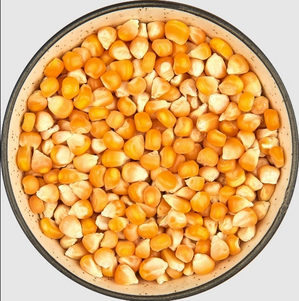 Yellow Corn Small export India