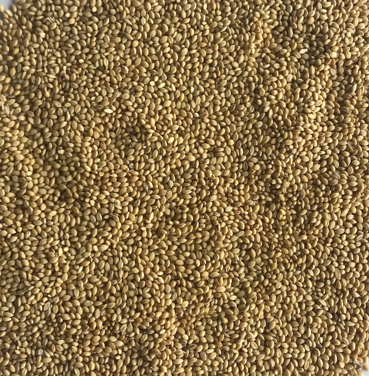 Yellow Millet export India